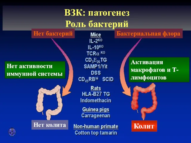ВЗК: патогенез Роль бактерий ВЗК: патогенез Роль бактерий Нет бактерий