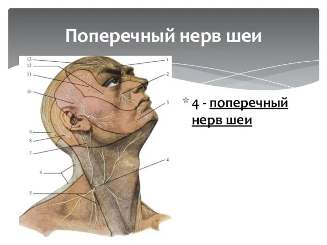 4 - поперечный нерв шеи Поперечный нерв шеи