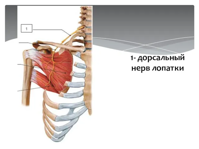 1- дорсальный нерв лопатки 1