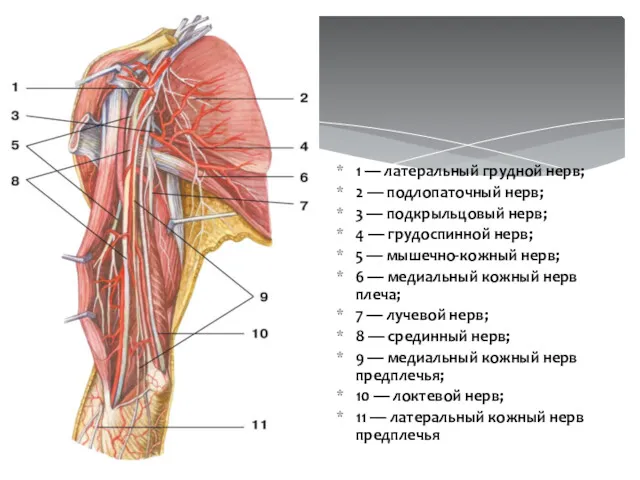 1 — латеральный грудной нерв; 2 — подлопаточный нерв; 3