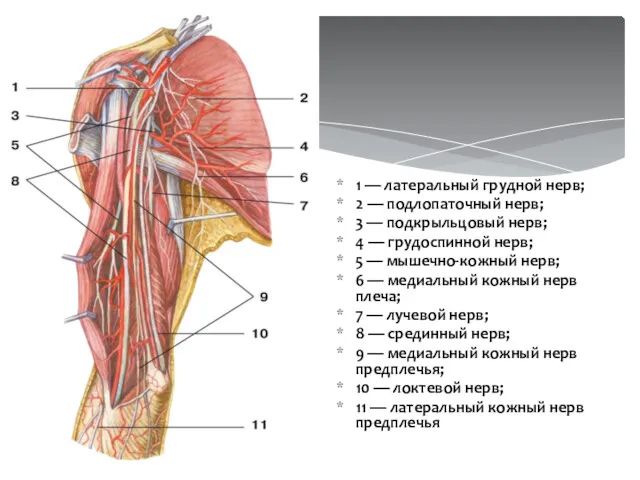 1 — латеральный грудной нерв; 2 — подлопаточный нерв; 3