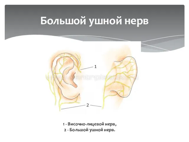Большой ушной нерв 1 - Височно-лицевой нерв, 2 - Большой ушной нерв.