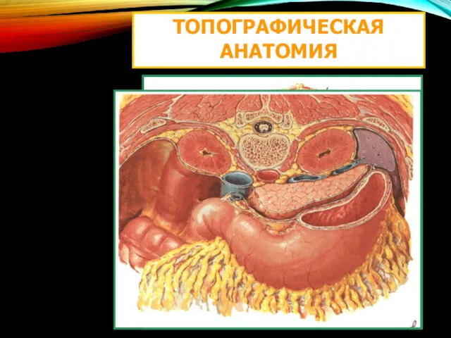 ТОПОГРАФИЧЕСКАЯ АНАТОМИЯ