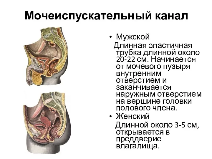 Мочеиспускательный канал Мужской Длинная эластичная трубка длинной около 20-22 см.