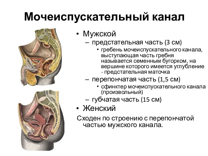 Мочеиспускательный канал Мужской предстательная часть (3 см) гребень мочеиспускательного канала,