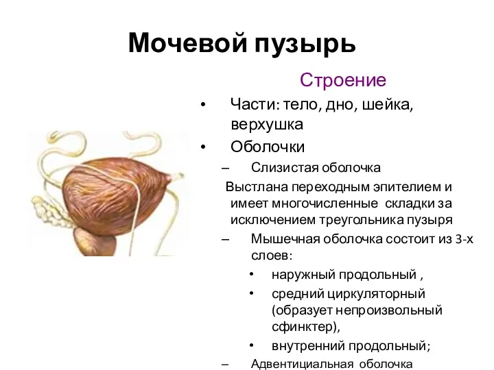 Мочевой пузырь Строение Части: тело, дно, шейка, верхушка Оболочки Слизистая