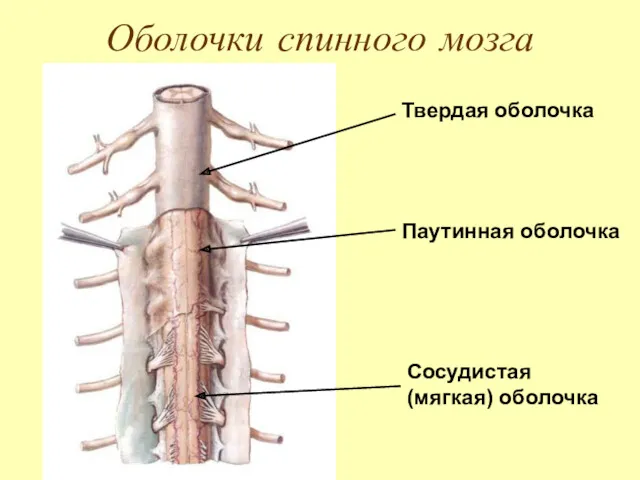 Оболочки спинного мозга Твердая оболочка Паутинная оболочка Сосудистая (мягкая) оболочка