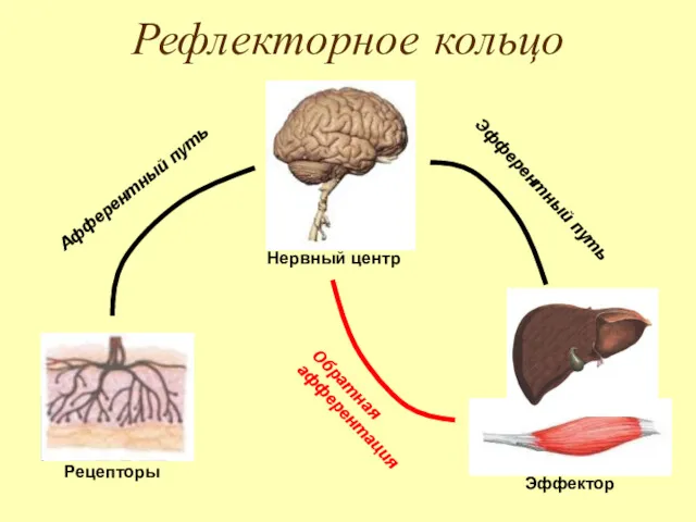 Рефлекторное кольцо Рецепторы Эффектор Нервный центр Афферентный путь Эфферентный путь Обратная афферентация