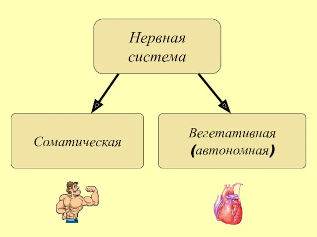 Нервная система Соматическая Вегетативная (автономная)