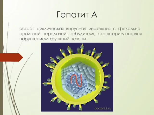 Гепатит А острая циклическая вирусная инфекция с фекально-оральной передачей возбудителя, характеризующаяся нарушением функций печени.