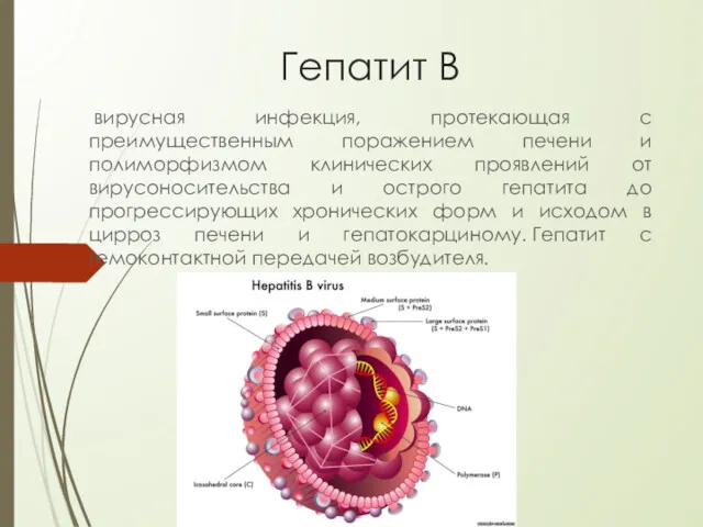 Гепатит В вирусная инфекция, протекающая с преимущественным поражением печени и