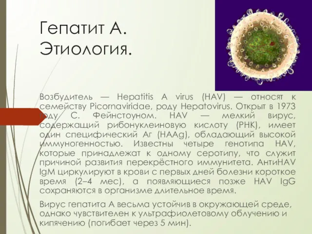 Гепатит А. Этиология. Возбудитель — Hepatitis A virus (HAV) —