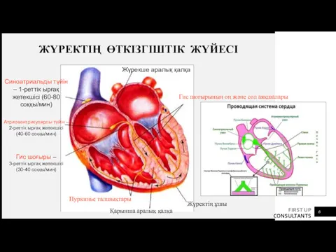 ЖҮРЕКТІҢ ӨТКІЗГІШТІК ЖҮЙЕСІ Синоатриальды түйін – 1-реттік ырғақ жетекшісі (60-80