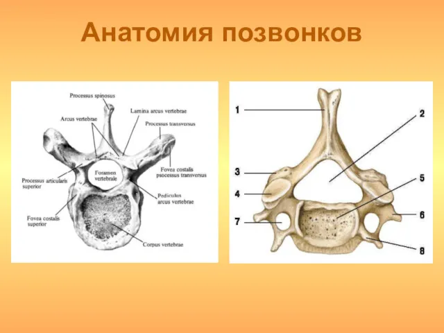 Анатомия позвонков