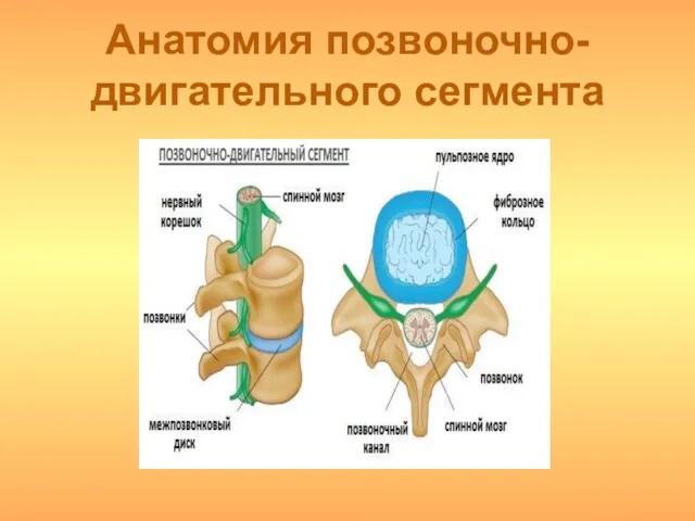 Анатомия позвоночно-двигательного сегмента