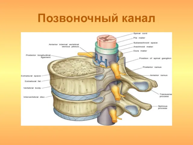 Позвоночный канал