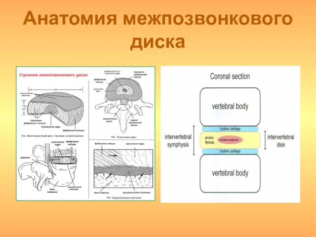 Анатомия межпозвонкового диска