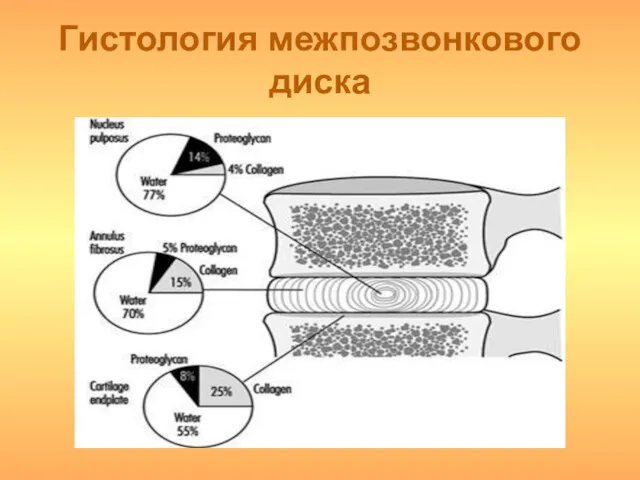 Гистология межпозвонкового диска