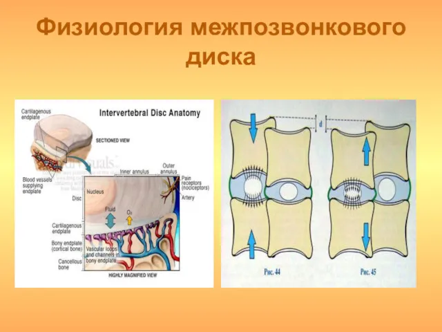 Физиология межпозвонкового диска