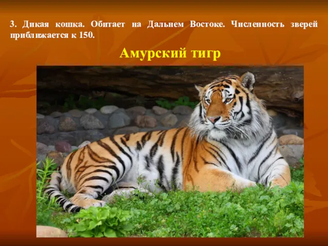 3. Дикая кошка. Обитает на Дальнем Востоке. Численность зверей приближается к 150. Амурский тигр