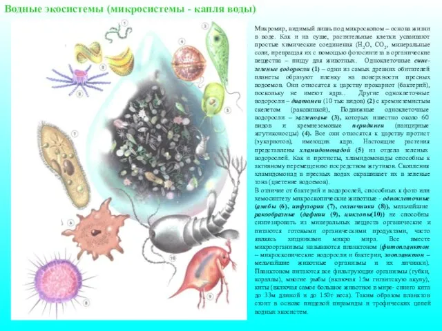 Водные экосистемы (микросистемы - капля воды) Микромир, видимый лишь под