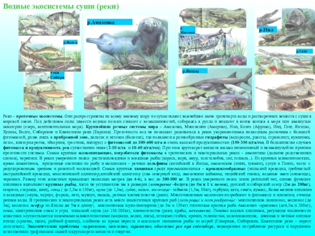 Водные экосистемы суши (реки) Реки – проточные экосистемы. Они распространены