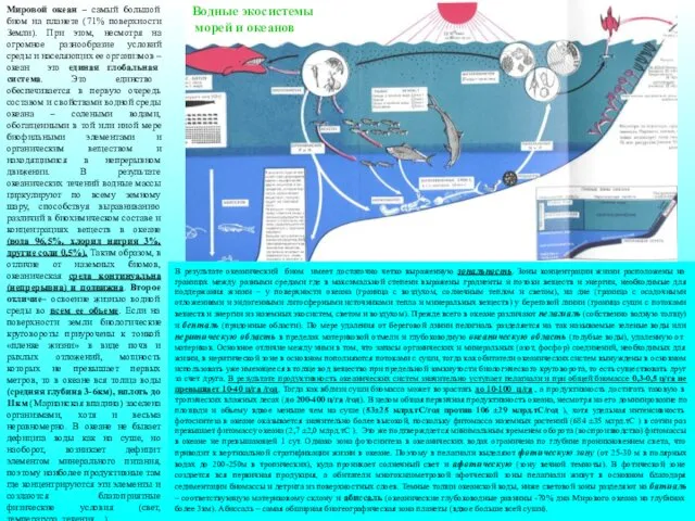 Мировой океан – самый большой биом на планете (71% поверхности