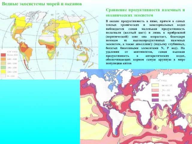 Водные экосистемы морей и океанов Сравнение продуктивности наземных и океанических