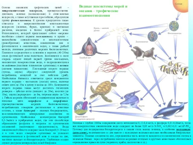 Основа океанских трофических цепей –микроскопические водоросли, преимущественно диатомеи, зеленые (вольвоксовые)