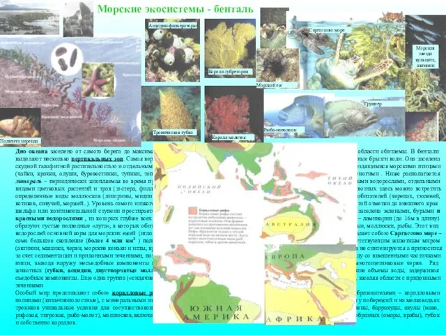 Дно океана заселено от самого берега до максимальных глубин, хотя