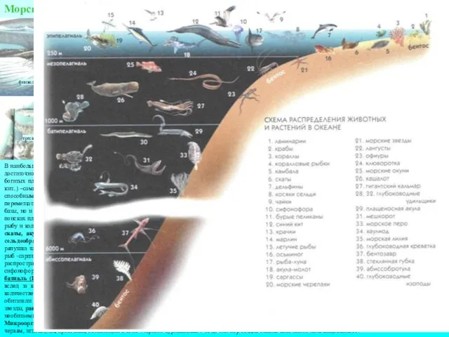 В наибольшей степени насыщена жизнью фотическая зона пелагиали неритических (прибрежных)