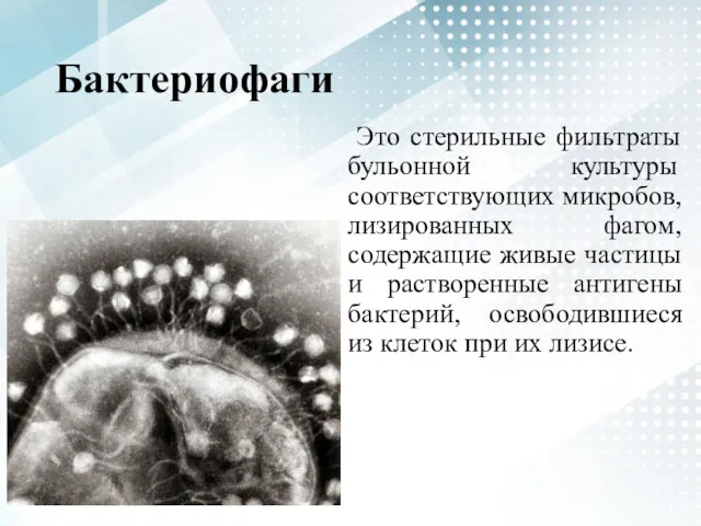 Бактериофаги Это стерильные фильтраты бульонной культуры соответствующих микробов, лизированных фагом,