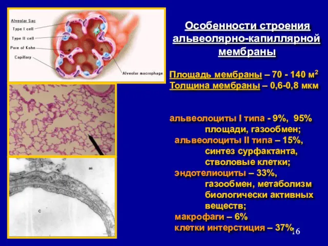 Особенности строения альвеолярно-капиллярной мембраны Площадь мембраны – 70 - 140 м2 Толщина мембраны