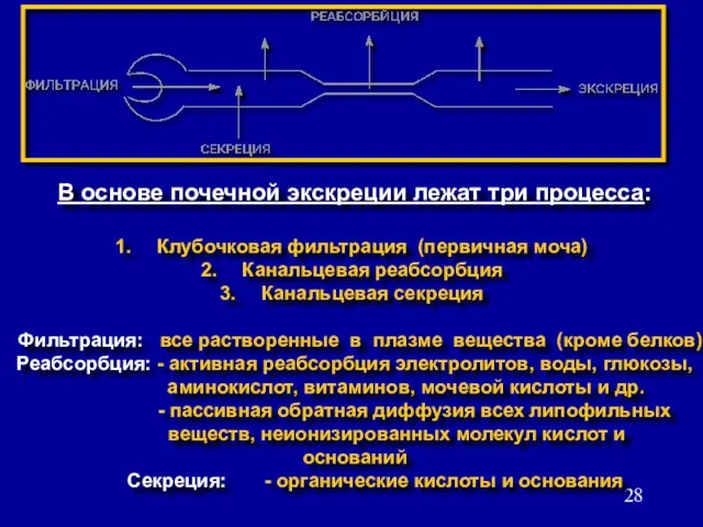 В основе почечной экскреции лежат три процесса: Клубочковая фильтрация (первичная моча) Канальцевая реабсорбция