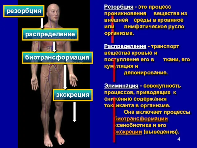 распределение экскреция биотрансформация резорбция Резорбция - это процесс проникновения вещества из внешней среды