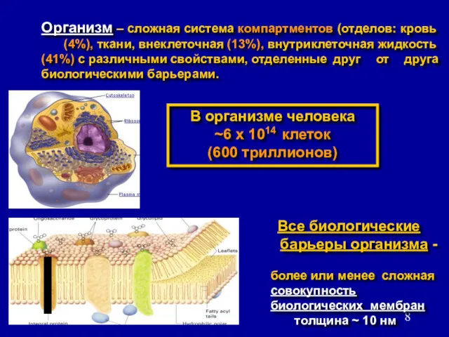 Организм – сложная система компартментов (отделов: кровь (4%), ткани, внеклеточная (13%), внутриклеточная жидкость