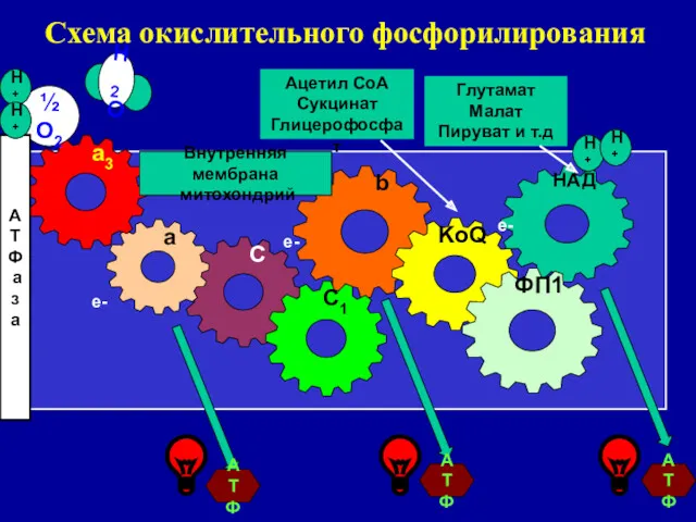 Схема окислительного фосфорилирования b НАД KoQ ФП1 C a a3 C1 Глутамат Малат