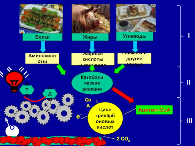 Белки Жиры Углеводы Катаболические реакции Аминокислоты Жирные кислоты и глицерол Глюкоза и другие