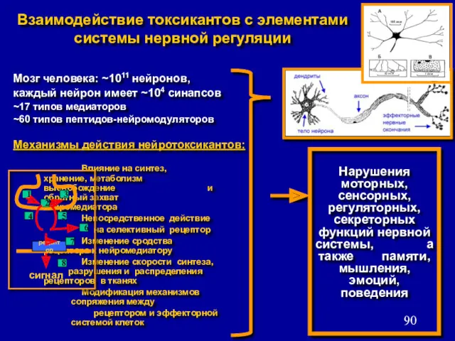 Взаимодействие токсикантов с элементами системы нервной регуляции Мозг человека: ~1011 нейронов, каждый нейрон