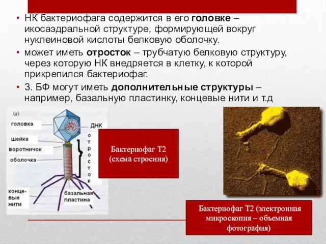 НК бактериофага содержится в его головке – икосаэдральной структуре, формирующей