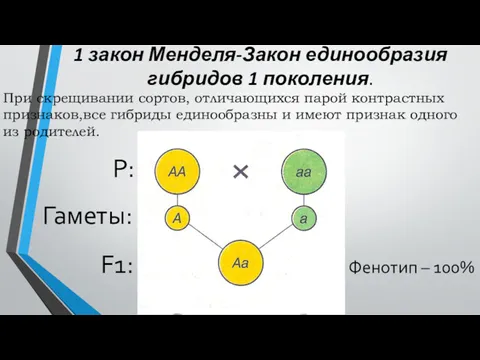 1 закон Менделя-Закон единообразия гибридов 1 поколения. При скрещивании сортов,