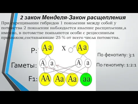 2 закон Менделя-Закон расщепления При скрещивании гибридов 1 поколения между