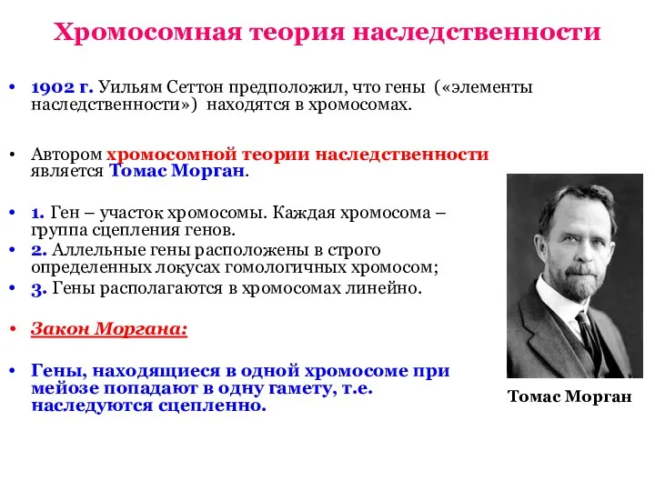 Хромосомная теория наследственности 1902 г. Уильям Сеттон предположил, что гены