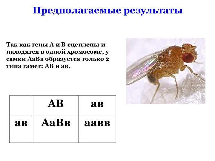 Предполагаемые результаты Так как гены А и В сцеплены и