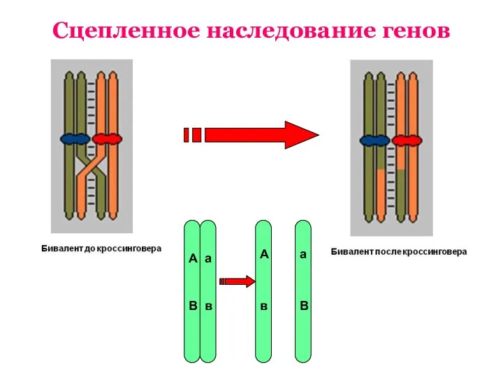 Сцепленное наследование генов А В а в А В а в