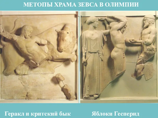 Геракл и критский бык Яблоки Гесперид МЕТОПЫ ХРАМА ЗЕВСА В ОЛИМПИИ