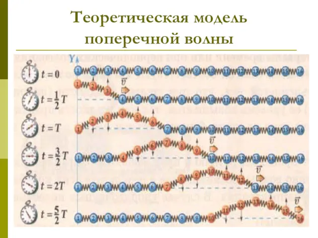 Теоретическая модель поперечной волны