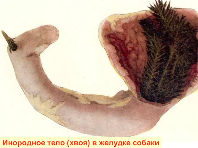 Инородное тело (хвоя) в желудке собаки