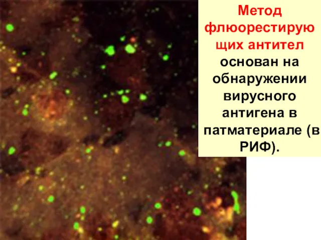 Метод флюорестирующих антител основан на обнаружении вирусного антигена в патматериале (в РИФ).