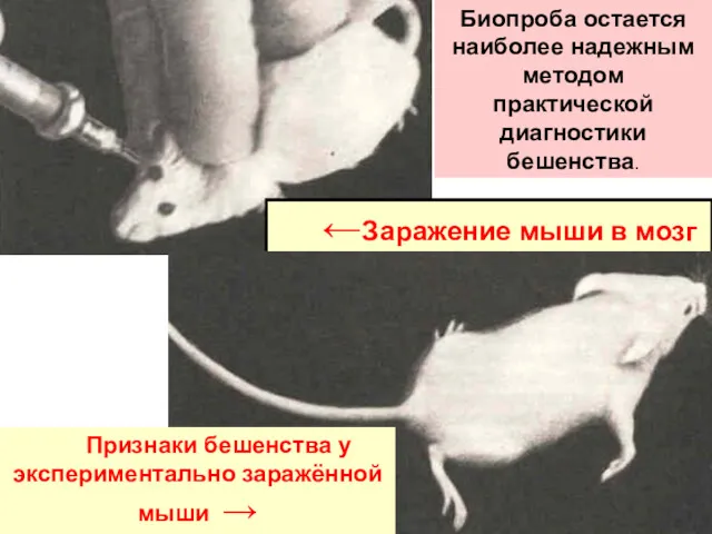 ←Заражение мыши в мозг Признаки бешенства у экспериментально заражённой мыши → Биопроба остается